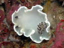 Glossodoris misakinosibogae