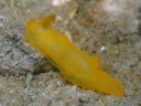 Gymnodoris inornata