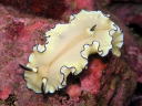 Glossodoris atromarginata