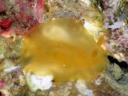 Dendrodoris fumata