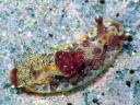 Dendrodoris denisoni