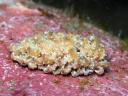 Phyllodesmium crypticum