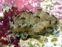 Phyllodesmium crypticum