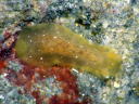 Dendrodoris nigra