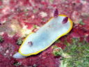 Goniobranchus tinctoria