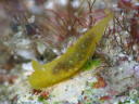 Gymnodoris okinawae