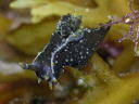 Polycera hedgpethi