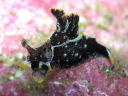 Polycera hedgpethi