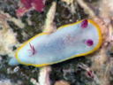 Goniobranchus tinctoria