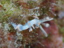 Flabellina bicolor