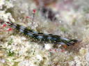 Thuridilla splendens