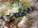 Thuridilla splendens