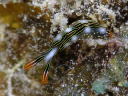 Thuridilla splendens