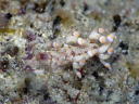 Flabellina riwo