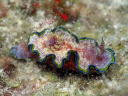 Glossodoris cincta