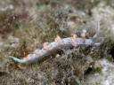 Flabellina bicolor