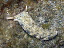 Plakobranchus ocellatus