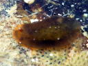 Dendrodoris nigra