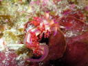 Flabellina rubrolineata