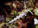 Flabellina bicolor