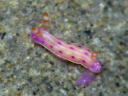 Hypselodoris sp. 1