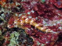 Flabellina riwo