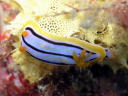 Chromodoris elisabethina