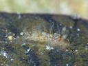 Kaloplocamus ramosus