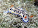 Hypselodoris maritima