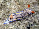 Hypselodoris maritima