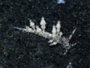 Eubranchus sp. 6