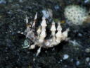 Eubranchus sp. 6