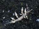 Eubranchus sp. 6