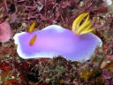 Hypselodoris apolegma