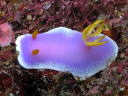 Hypselodoris apolegma