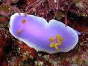 Hypselodoris apolegma