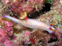 Hypselodoris bullocki