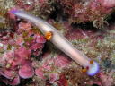 Hypselodoris bullocki