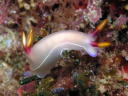 Hypselodoris bullocki