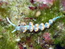 Flabellina bicolor