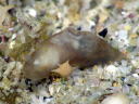 Gymnodoris sp. 8