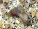 Gymnodoris sp. 8