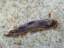 Chromodoris lineolata