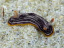 Chromodoris lineolata