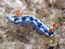 Hypselodoris infucata