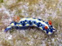 Hypselodoris infucata