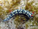 Hypselodoris infucata