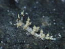 Eubranchus sp. 6