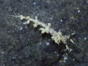 Eubranchus sp. 6