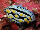 Phyllidia coelestis